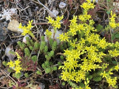 Sedum sexangulare, photographed by Jason Grant