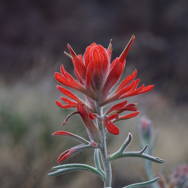 Castilleja lanata, photographed by Andrew Tree
