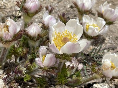 Pulsatilla occidentalis, photographed by Max Miley