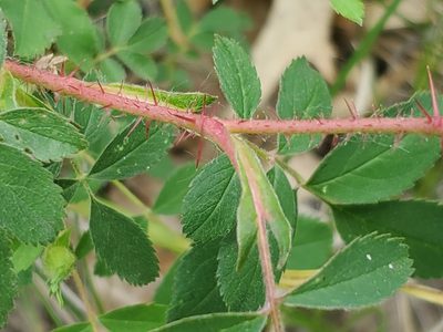 Rosa carolina