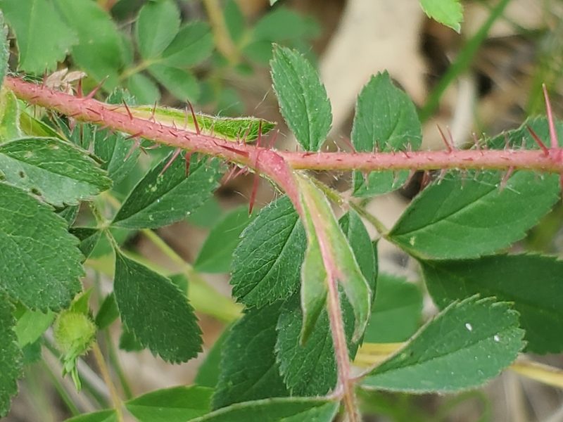 Rosa carolina, photographed by Craig Martin