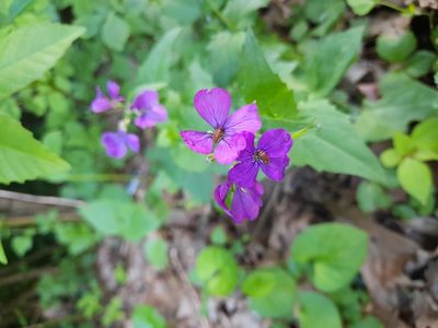 Lunaria annua, photographed by Łucja Borsuk