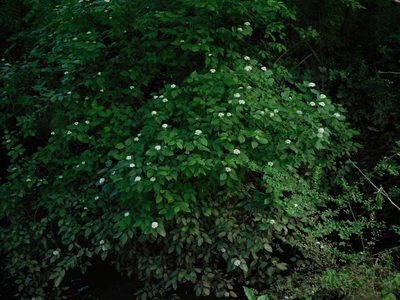 Cornus amomum, photographed by Michael J. Papay
