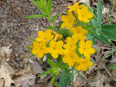 Lithospermum caroliniense, photographed by Craig Martin