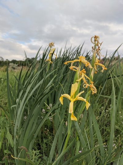 Iris halophila, photographed by Alexandr Stanislavschi