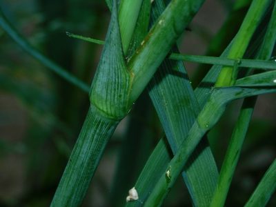 Tradescantia ohiensis