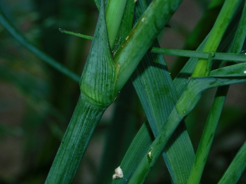 Tradescantia ohiensis, photographed by Michael J. Papay