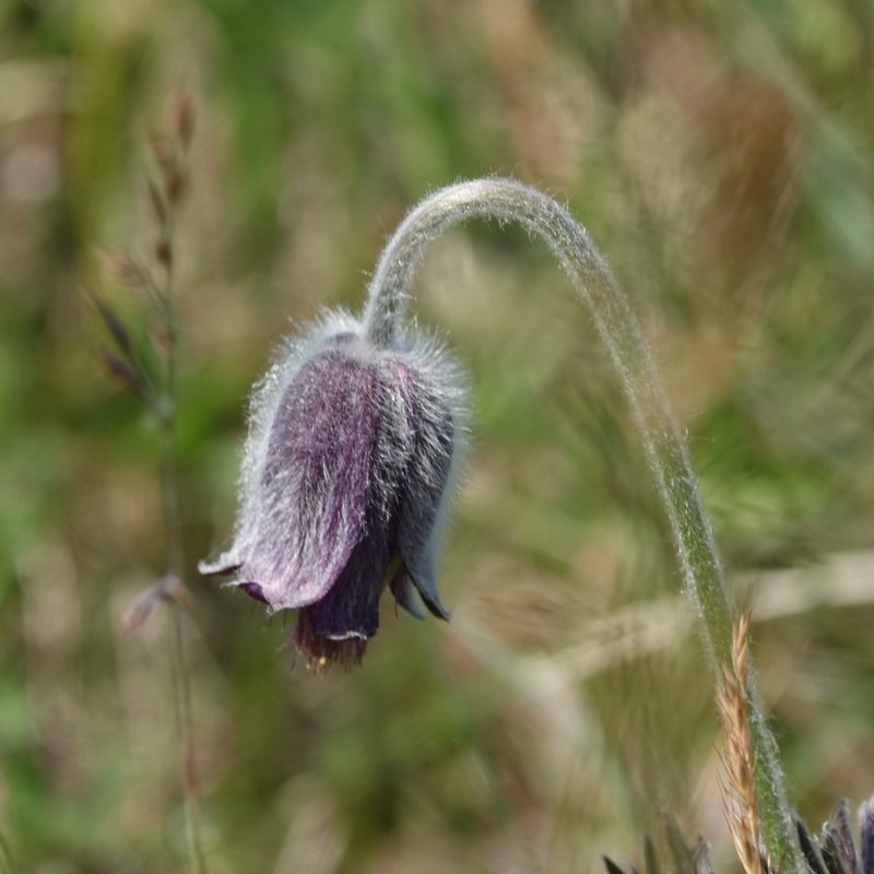 Pulsatilla pratensis, photographed by Jais Knudsen