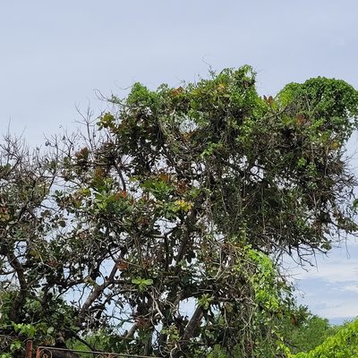 Anacardium occidentale