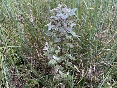 Populus alba, photographed by Marie-Louise Besenius