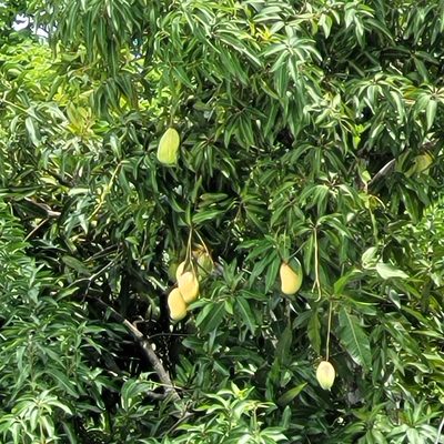 Mangifera indica, photographed by Maria Janeiro