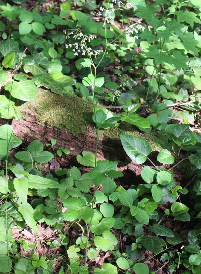 Pimpinella tripartita, photographed by Юрий Данилевский (Yuriy Danilevsky)