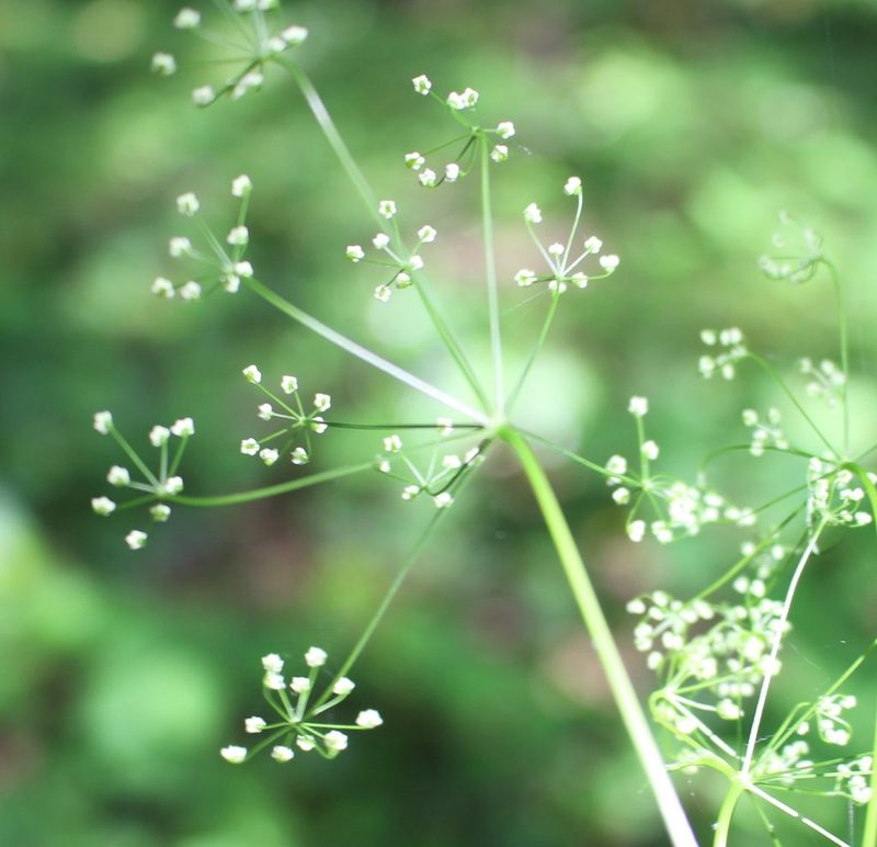 Pimpinella tripartita, photographed by Юрий Данилевский (Yuriy Danilevsky)