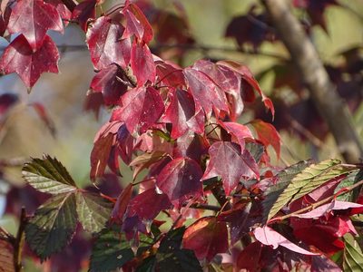 Acer buergerianum