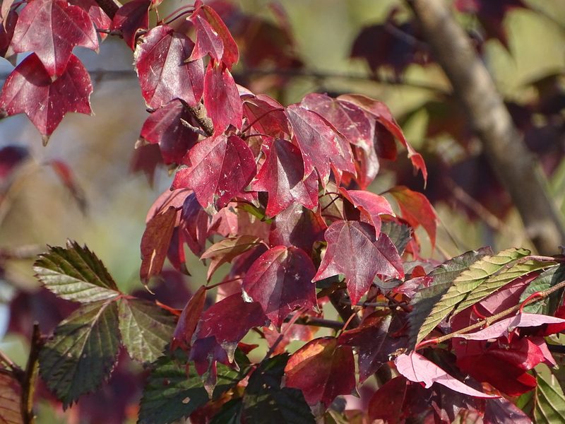 Acer buergerianum, photographed by Shaun Swanepoel