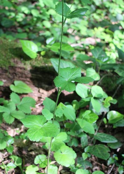Pimpinella tripartita, photographed by Юрий Данилевский (Yuriy Danilevsky)