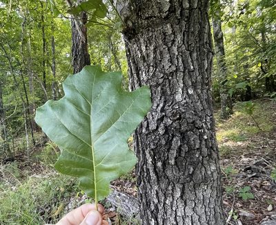 Quercus velutina, photographed by Bill Sheehan