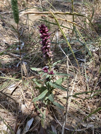 Lysimachia atropurpurea, photographed by Andre Hosper