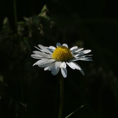 Bellis perennis, photographed by Jais Knudsen