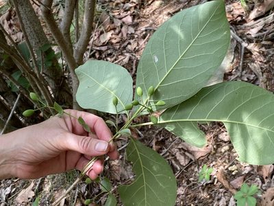 Chionanthus virginicus, photographed by Carol Ann McCormick