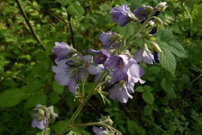 Polemonium caeruleum, photographed by Оксана Серикова