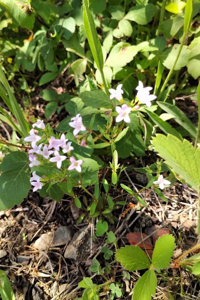 Houstonia canadensis, photographed by Katherine Baird