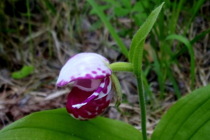 Cypripedium guttatum, photographed by Оксана Серикова
