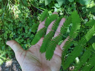 Albizia julibrissin, photographed by Matthew Gerke