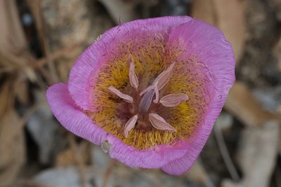 Calochortus plummerae, photographed by Madeleine Claire