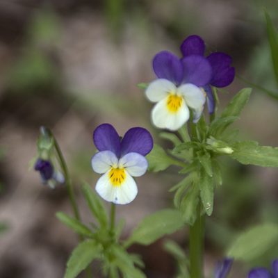 Viola tricolor, photographed by Иван Шихалев