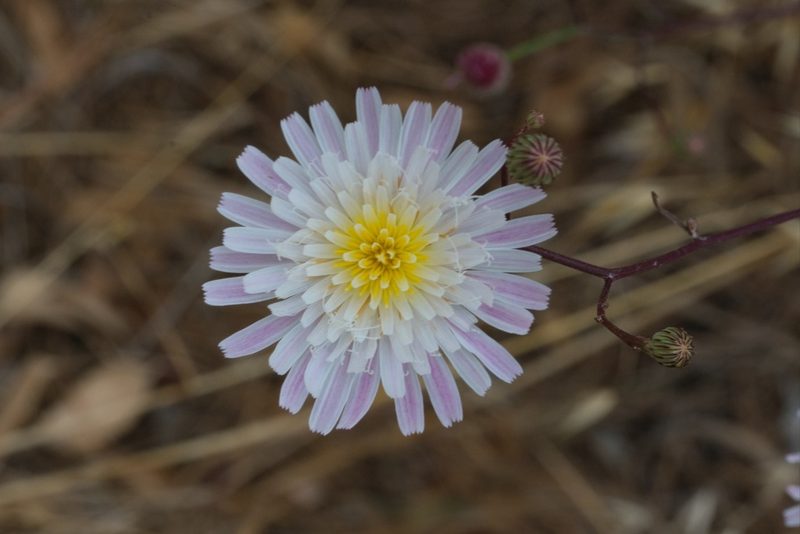 Malacothrix saxatilis, photographed by Madeleine Claire