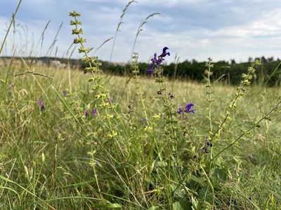 Salvia pratensis, photographed by Pavel Kacl