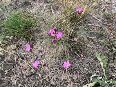 Dianthus carthusianorum, photographed by Pavel Kacl