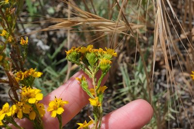 Deinandra fasciculata, photographed by Madeleine Claire