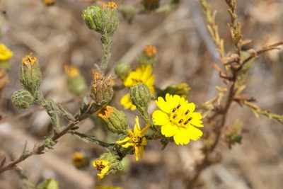 Deinandra paniculata, photographed by Madeleine Claire