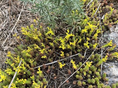 Sedum sexangulare, photographed by Pavel Kacl