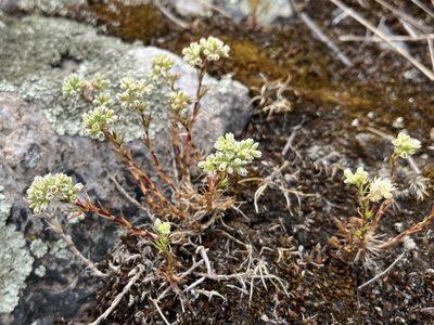 Scleranthus perennis, photographed by Pavel Kacl