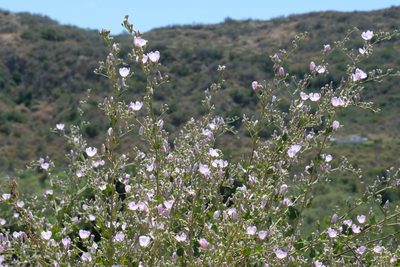 Malacothamnus fasciculatus, photographed by Madeleine Claire