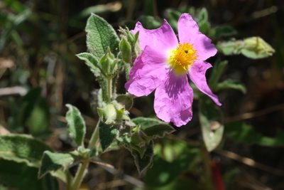 Cistus creticus, photographed by Madeleine Claire