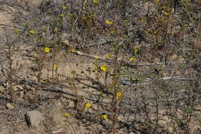 Deinandra paniculata