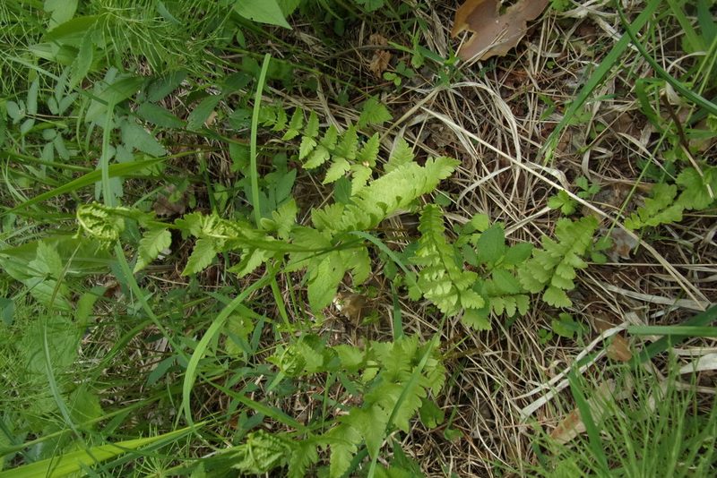 Dryopteris cristata, photographed by Оксана Серикова