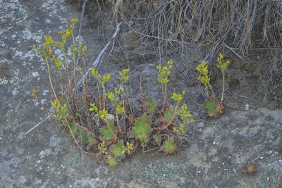 Dudleya stolonifera, photographed by Madeleine Claire