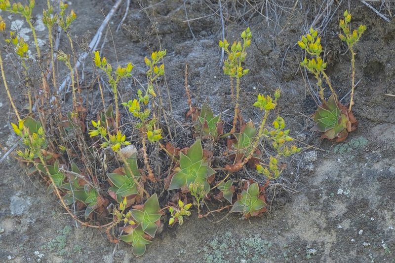 Dudleya stolonifera, photographed by Madeleine Claire