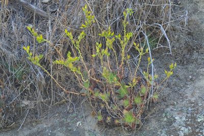 Dudleya stolonifera, photographed by Madeleine Claire