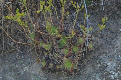 Dudleya stolonifera, photographed by Madeleine Claire