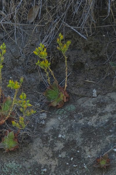 Dudleya stolonifera, photographed by Madeleine Claire