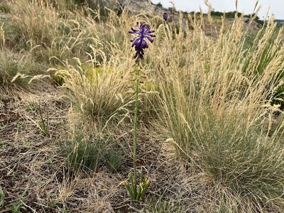 Muscari tenuiflorum, photographed by Pavel Kacl