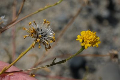 Chaenactis glabriuscula