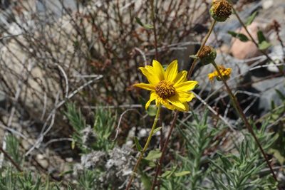 Helianthus gracilentus