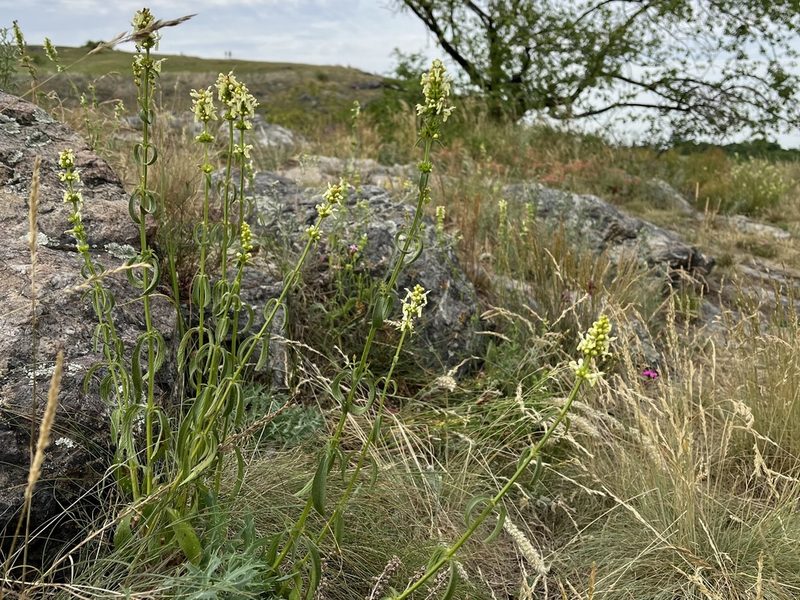 Stachys recta, photographed by Pavel Kacl